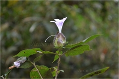 Barleria terminalis